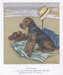 Airedale