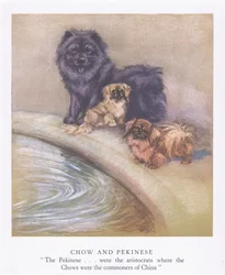 Chow und Pekinese