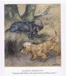 Dandie Dinmonts
