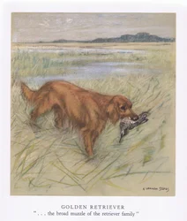 Golden Retriever