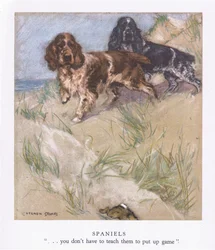 Spaniels