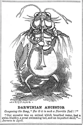 Darwinianischer Vorfahre