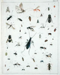 Verschiedene Insekten, Platte VII aus 