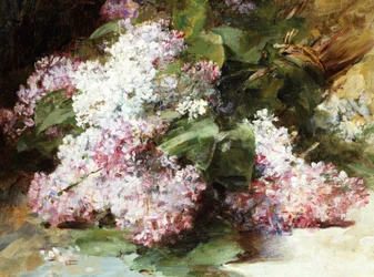 Lilas