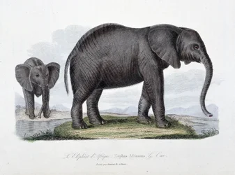 Naturgeschichtstafel: Zoologische Tafel, die den Afrikanischen Elefanten darstellt; Elephas Africanus - in „Complete Works of Buffon“ von Naturforscher Georges Louis Leclerc, Graf von Buffon (1707-1788). Gravur von 1837