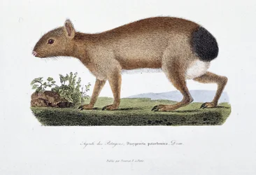 Naturgeschichtliche Tafel: Zoologische Tafel, die den Agouti des Patagons, Dasyprocta patachonica darstellt - in „Gesammelte Werke von Buffon“ von Naturforscher Georges Louis Leclerc, Graf von Buffon (1707 - 1788). Gravur von 1837