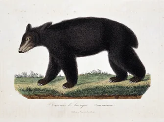 Naturkundliche Tafel: Zoologische Darstellung des Amerikanischen Schwarzbären (Ursus americanus) - in „Werke Buffons“ des Naturforschers Georges Louis Leclerc, Comte de Buffon (1707 - 1788). Stich von 1837.