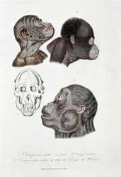 Naturgeschichtstafel: Zoologische Tafel, die 1. jungen Schimpansen; 2. jungen Orang-Utan (Orang-Utan, Orang-Outang, Orang-Utang); 3. erwachsenen Orang-Utan; 4. Schädel des Pongo de Wurmb darstellt - in „Complete Works of Buffon“ von Naturforscher Georges L