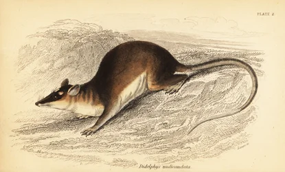 Braune Vieraugenbeutelratte, Metachirus nudicaudatus