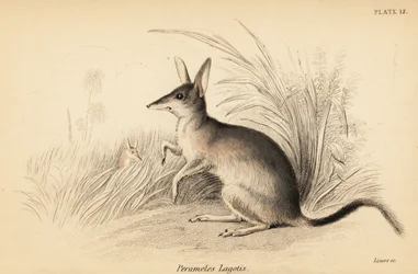 Großer Bilby, Macrotis lagotis. Gefährdet, 1841 (Gravur)