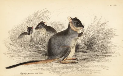 Langfüßiger Potoroo, Potorous longipes. Gefährdet (Kupferstich)
