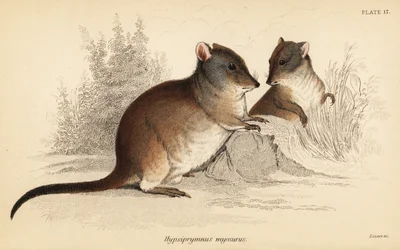 Langnasen-Kängururatte, Potorous tridactylus tridactylus