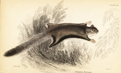 Zuckersegler, Petaurus breviceps (Stich)