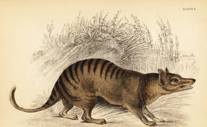 Tasmanischer Tiger, Thylacinus cynocephalus. Ausgestorben, 1841 (Gravur)