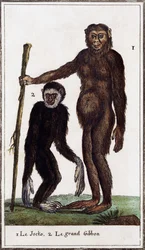 Jocko, Schimpanse oder Gibbon, Illustration aus Histoire naturelle