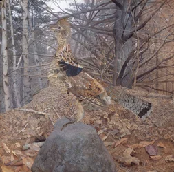 Männlicher Raufußhuhn im Wald