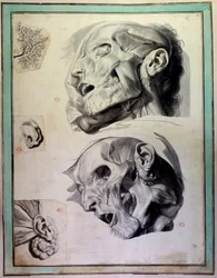 Abgehaute menschliche Köpfe: Muskeln und Skelette sind sichtbar. Gravur von Gerard de Lairesse (1640-1711) zur Illustration der „Anatomia Humani Corporis“ von Govert Bidloo (oder Govard) (1649-1713) 18. Jahrhundert Bibliothek der Medizinischen Fakultät, Pa