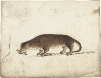 Otter mit einem Fisch im Maul