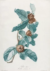 Kultur-Mispel (Mespilus germanica)