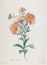 Reine-Marguerite, aus Fleurs Dessinees d