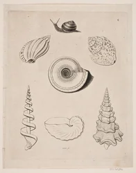 Tafel mit Schnecken