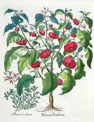 1. Solanum Pomiferum; 2. Amaracus vulgaris, aus dem Hortus Eystettensis von Basil Besler, veröffentlicht 1613