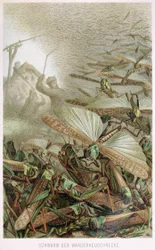 Ein Heuschreckenschwarm, aus Brehms Tierleben, veröffentlicht 1860er Jahre