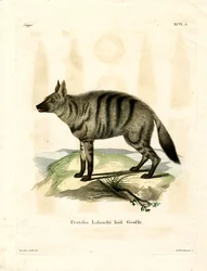 Erdwolf