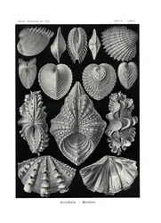 Acephala