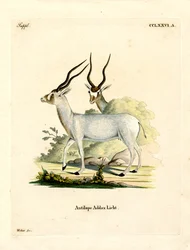 Addax-Antilope
