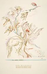 Werbung Orchideen aus dem Hause Hermann Roth, aus Styl, veröffentlicht 1922
