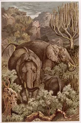 Afrikanischer Elefant, Tafel aus Brehms Tierleben: Allgemeine Kunde des Tierreichs, Bd. 3, S. 9, veröffentlicht vom Bibliographischen Institut, 1891