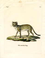 Afrikanische Wildkatze