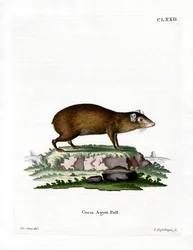 Aguti