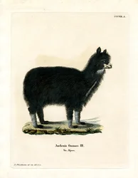 Alpaka