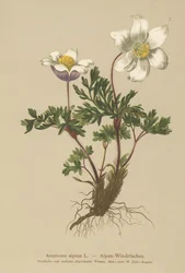 Alpen-Anemone (Anemone alpina, Pulsatilla alpina)