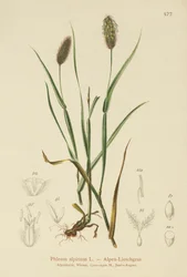 Alpen-Katzenschwanz (Phleum alpinum)
