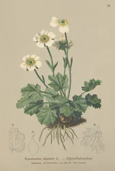 Alpen-Hahnenfuß (Ranunculus alpestris)