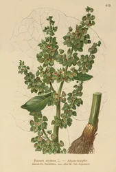 Alpen-Ampfer