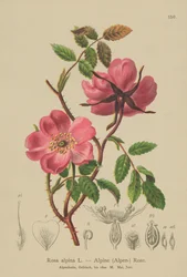 Alpen-Heckenrose
