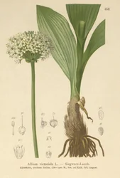 Alpenlauch (Allium victorialis, Allium victoriale, Cepa victorialis, Geboscon triphylum, Allium plantagineum, Allium anguinum)