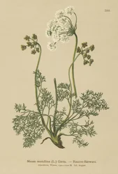 Alpen-Bärwurz (Meum mutellina, Ligusticum mutellina)