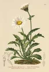 Alpen-Margerite