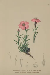 Alpen-Nelke