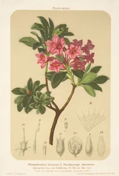 Alpenrose (Rhododendron hirsutum)