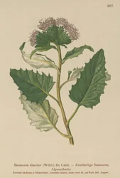 Alpen-Saussurea