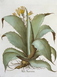 Amerikanische Aloe: Aloe Americana, aus dem Hortus Eystettensis von Basil Besler, veröffentlicht 1613