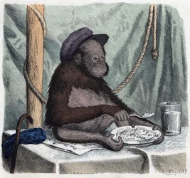 Ein gebildeter Orang-Utan isst Reis mit einem Löffel. In 