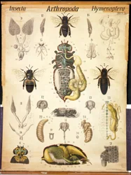 Anatomie der Apis, No.XXVII, Leuckarts Zoologische Wandtafel, 1877-98