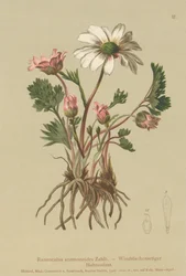 Anemonen-Hahnenfuß (Ranunculus anemonoides, Callianthemum anemonoides)
